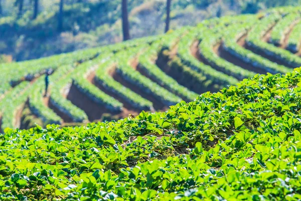 Arbustos de fresas en el jardín — Foto de Stock