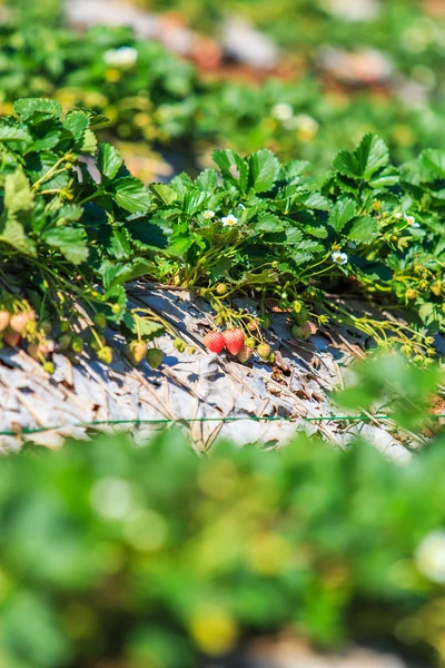 Struiken van aardbeien in tuin — Stockfoto