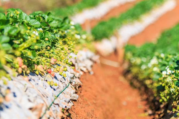 Arbustos de fresas en el jardín — Foto de Stock