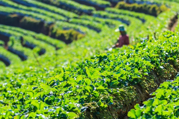 Cespugli di fragole in giardino — Foto Stock