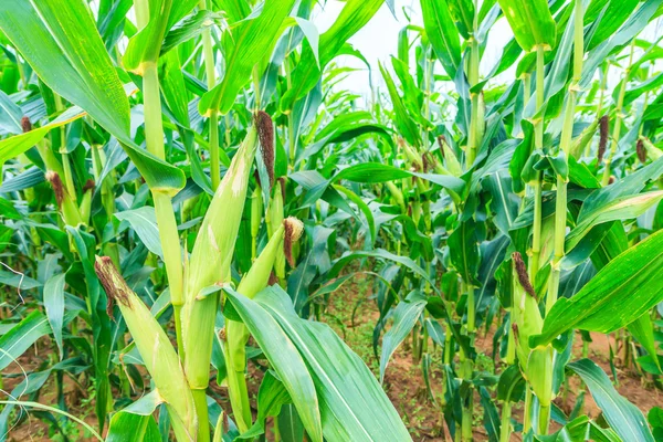 Ripe corn plants — Stock Photo, Image