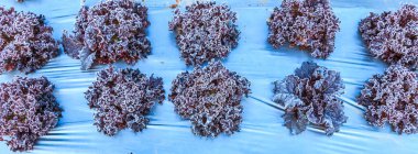 Marul yaprakları Frost