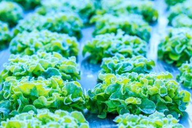 Marul yaprakları Frost