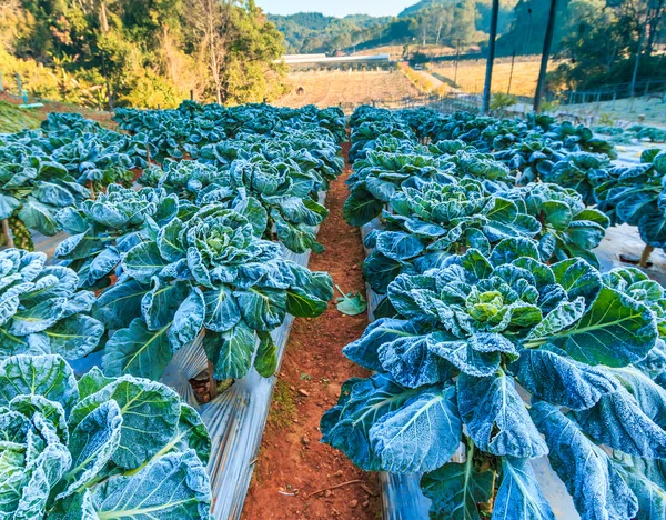 Folhas de repolho na geada — Fotografia de Stock