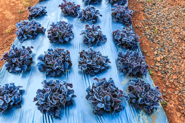 Marul yaprakları Frost