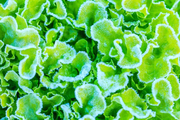 Salatblätter im Frost — Stockfoto