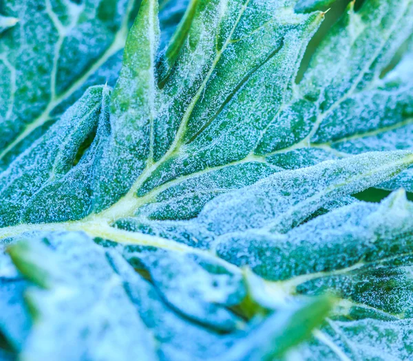 Vegetable leaf in frost — Stock Photo, Image