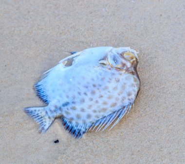 Sahilde ölü balık