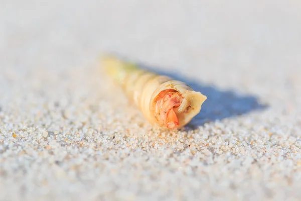 Hermit crab on island — Stock Photo, Image