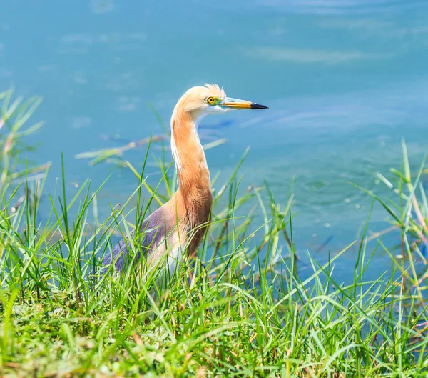 Jávský rybník Heron pták — Stock fotografie