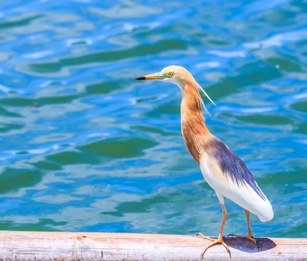 Jávský rybník Heron pták — Stock fotografie
