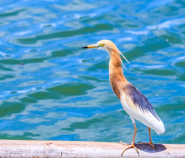 Cava Pond Heron kuş — Stok fotoğraf