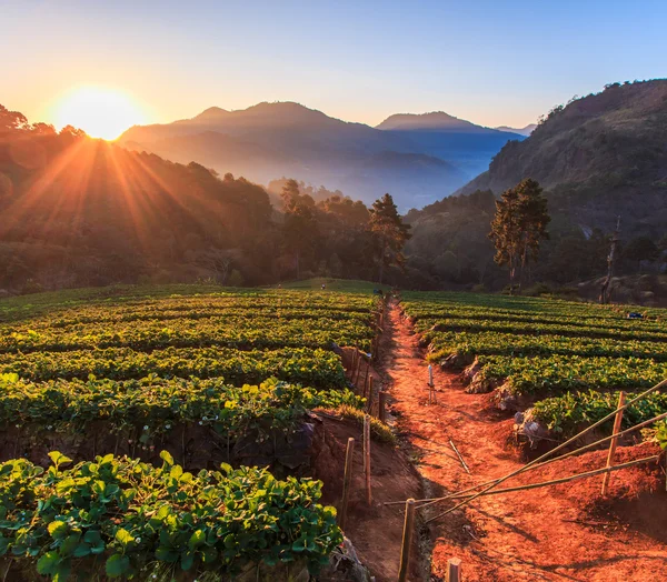 Erdbeergarten bei doi ang khang — Stockfoto