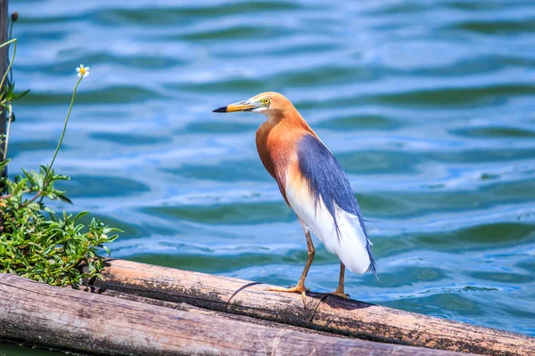 Cava Pond Heron kuş — Stok fotoğraf