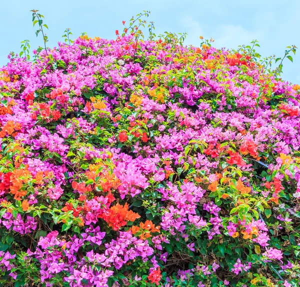 Bougainvillea blommor bush — Stockfoto