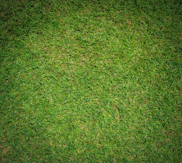 Green grass lawn — Stock Photo, Image