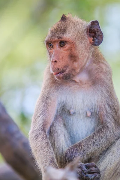 Cute crab-eating macaque — Stock Photo, Image