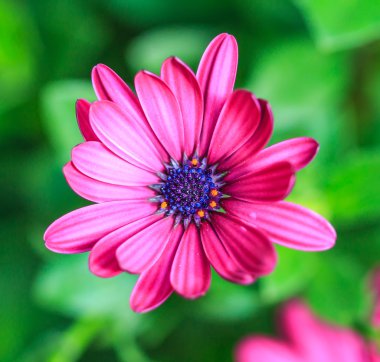 Osteospermum mor çiçek