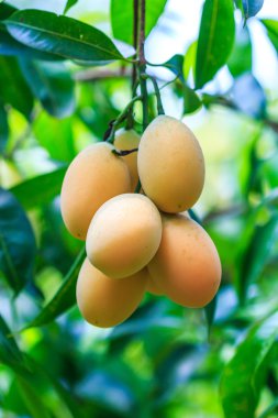 Mayongchid Maprang Marian Erik