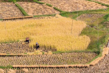 Çalışmalar sırasında Tay çiftçi