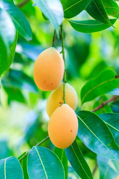 Mayongchid Maprang Marian Plums — Stock Photo, Image