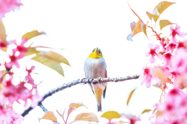 Passarinho em sakura — Fotografia de Stock