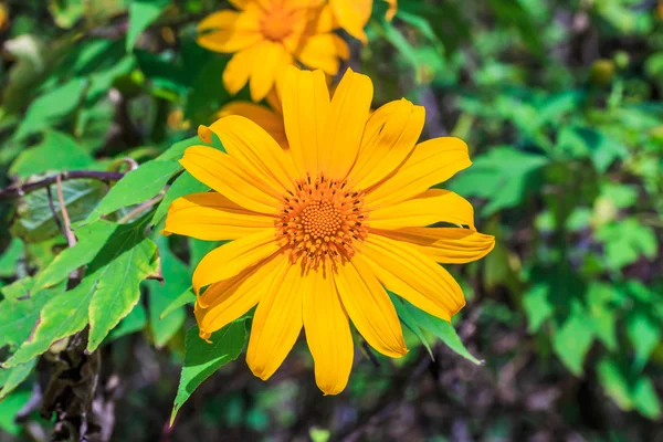 Thailand Mexicaanse zonnebloemen — Stockfoto