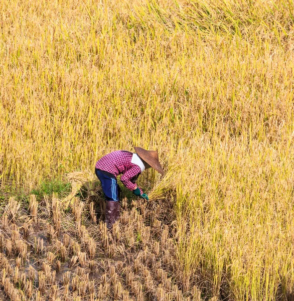 Thailändischer Bauer während der Arbeit — Stockfoto
