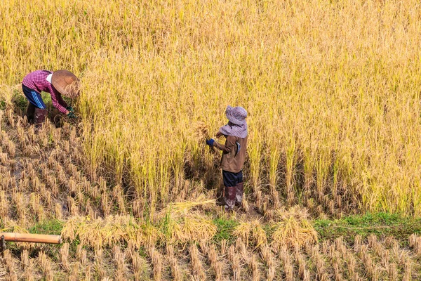 Thailändische Bauern während der Arbeit — Stockfoto