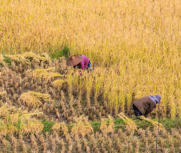 Thai Farmers during work — Stock Photo, Image