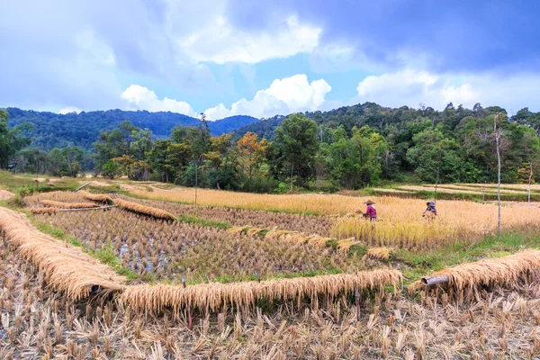 Agricultores tailandeses durante el trabajo — Foto de Stock