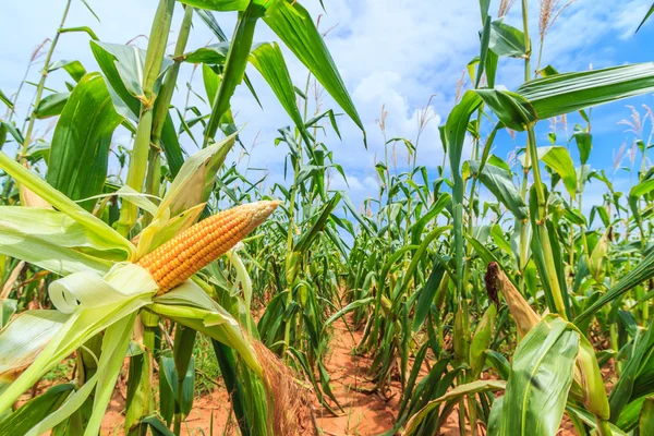 Érett kukorica növények — Stock Fotó