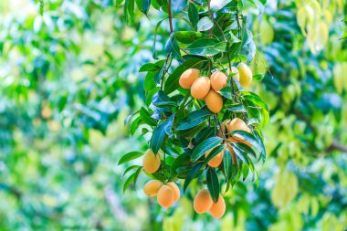 Mayongchid Maprang Marian Erik