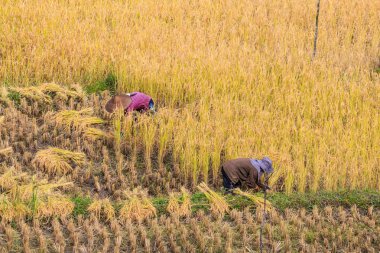 Tayland Tayland çiftçiler.