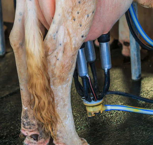 Milking cow on farm — Stock Photo, Image