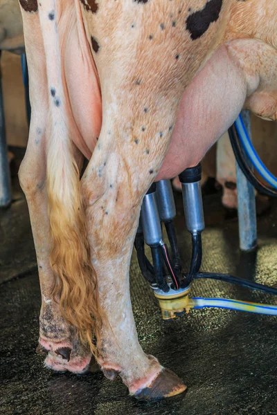 Milking cow on farm — Stock Photo, Image
