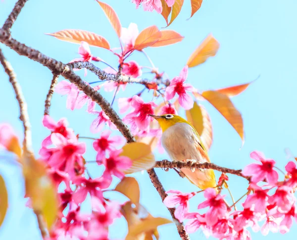 Oiseau sur la fleur de cerisier et sakura — Photo