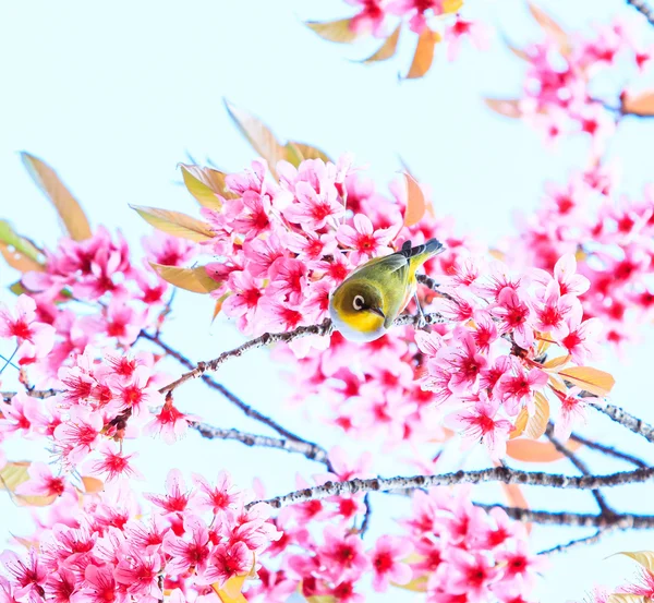 Oiseau sur la fleur de cerisier et sakura — Photo