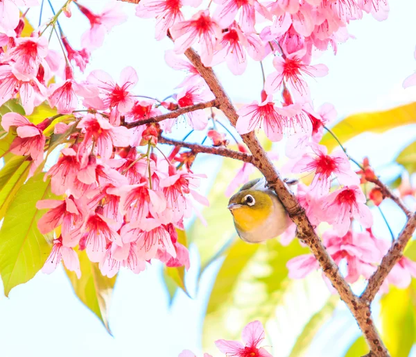 Oiseau sur la fleur de cerisier et sakura — Photo