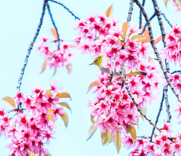 Uccello su fiori di ciliegio e sakura — Foto Stock