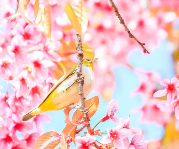 Oiseau sur la fleur de cerisier et sakura — Photo