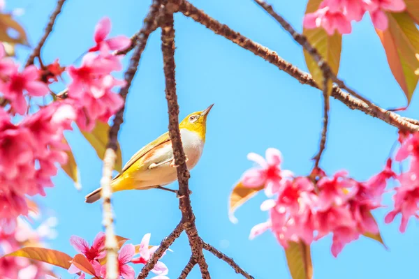 Oiseau sur la fleur de cerisier et sakura — Photo