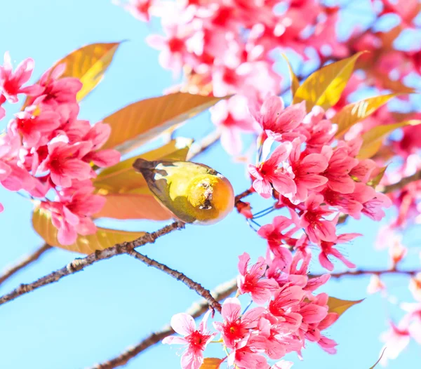 桜とさくらの鳥 — ストック写真