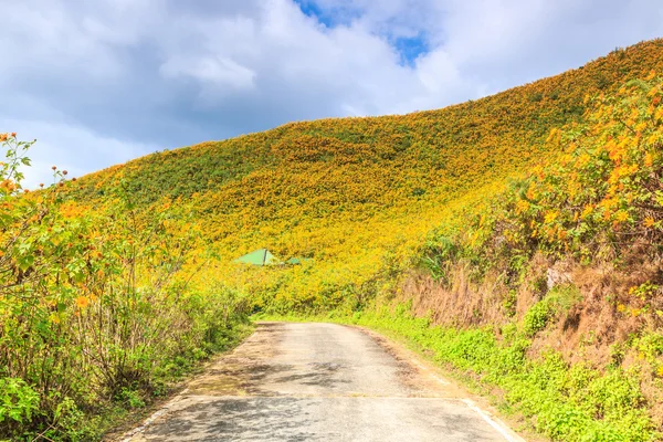 Camino y hermosas flores — Foto de Stock