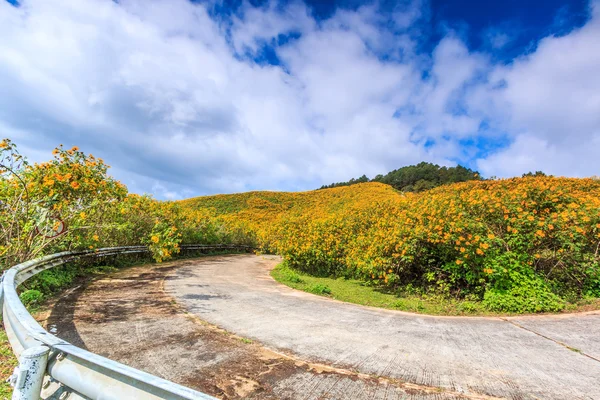 Camino y hermosas flores — Foto de Stock