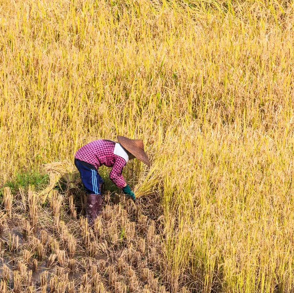 Agricultor de Tailandia en Tailandia . — Foto de Stock