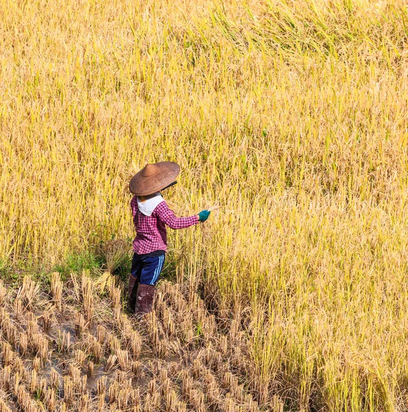 Thajsko farmář v Thajsku. — Stock fotografie