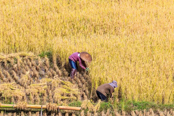 Tailândia Agricultores na Tailândia . — Fotografia de Stock