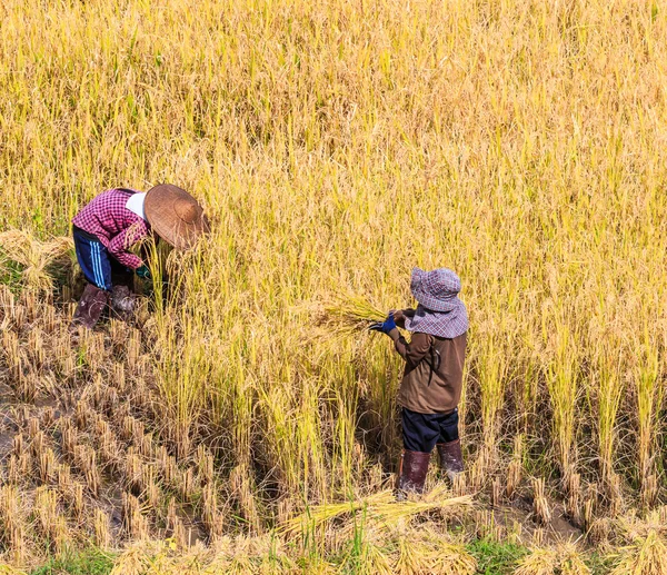 Thajsko zemědělci v Thajsku. — Stock fotografie