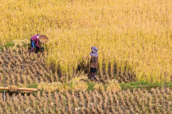 タイでタイの農民. — ストック写真
